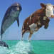 Dolphin Cow Jump