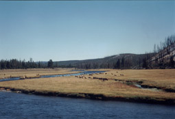 Mule deers grazing