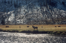 Mule deer guarding its flock