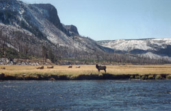 Mule deer guarding its flock