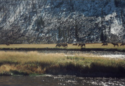 Mule deers grazing