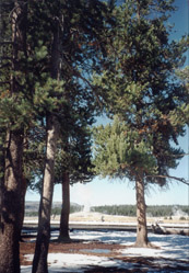 Old Faithful Geyser through trees