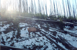 Elk in the snow