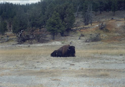 Bison Relaxing