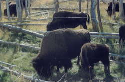 Bison Grazing