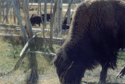 Bison Grazing