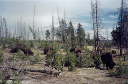 Bison Grazing