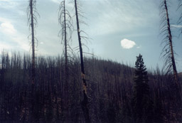 Burnt Forest