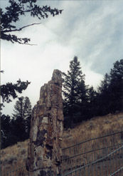 Petrified Tree