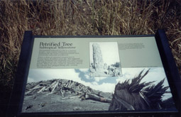 Petrified Tree Signage