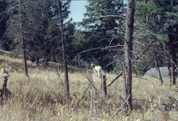 Pronghorn Grazing