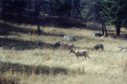 Pronghorn Grazing